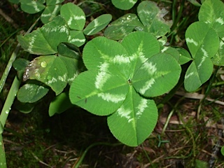 Photo of my lucky five leaf clover that I am sharing with you